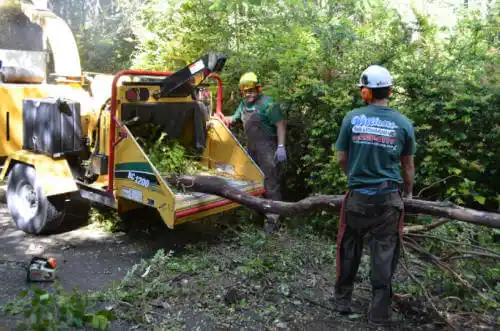 tree services Zephyrhills